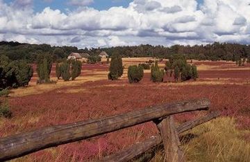 自然保护公园：吕内堡欧石楠草原（Lüneburger Heide）